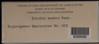 Image Associated With the Occurence